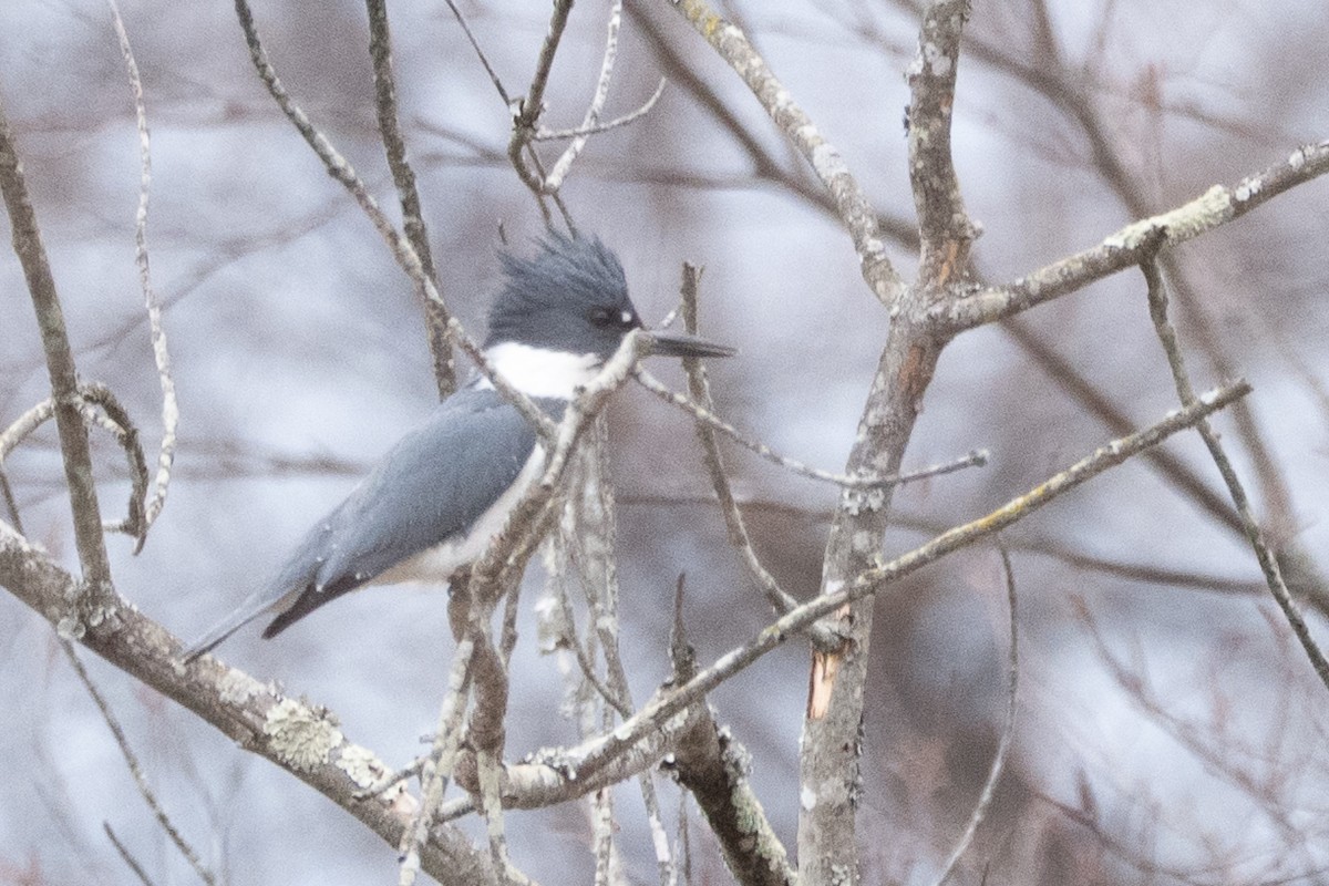 Belted Kingfisher - ML645283622