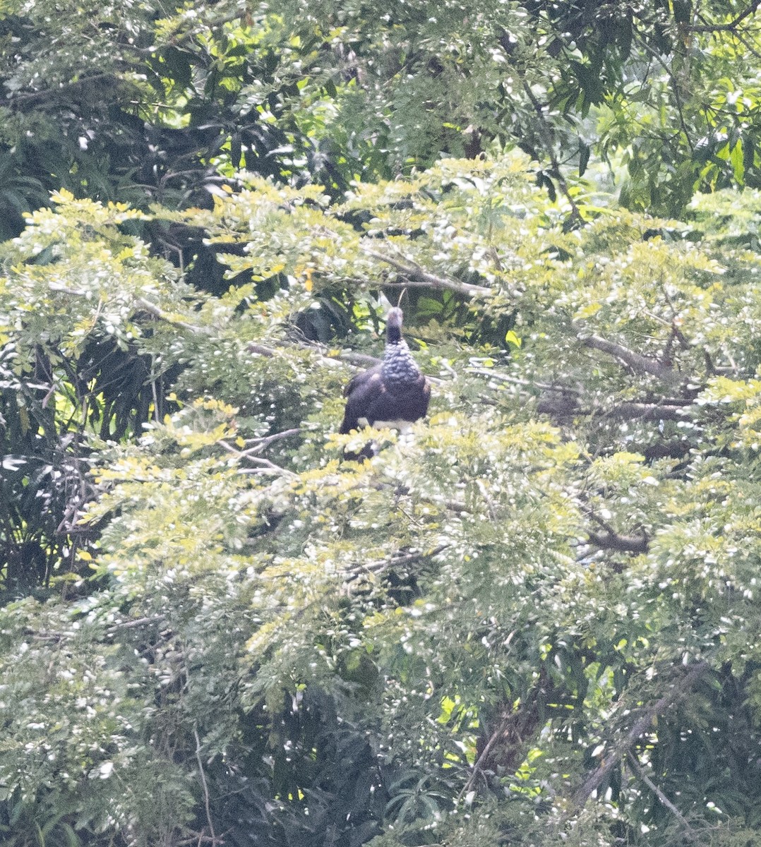 kamiš růžkatý - ML645283626