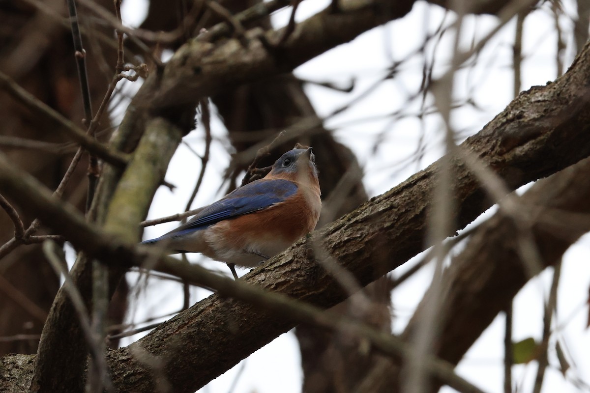 Eastern Bluebird - ML645283631