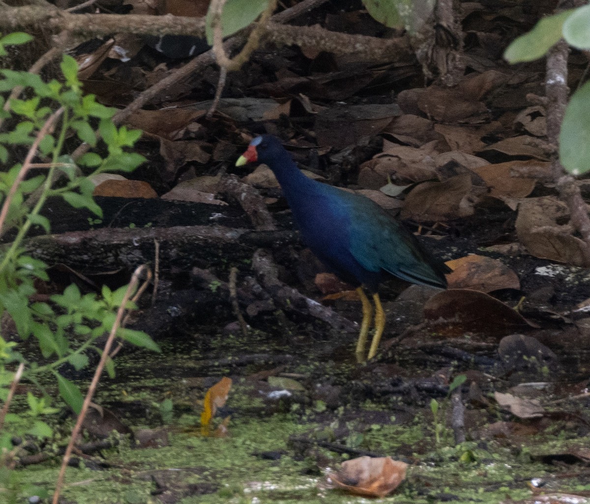 Purple Gallinule - ML645283633
