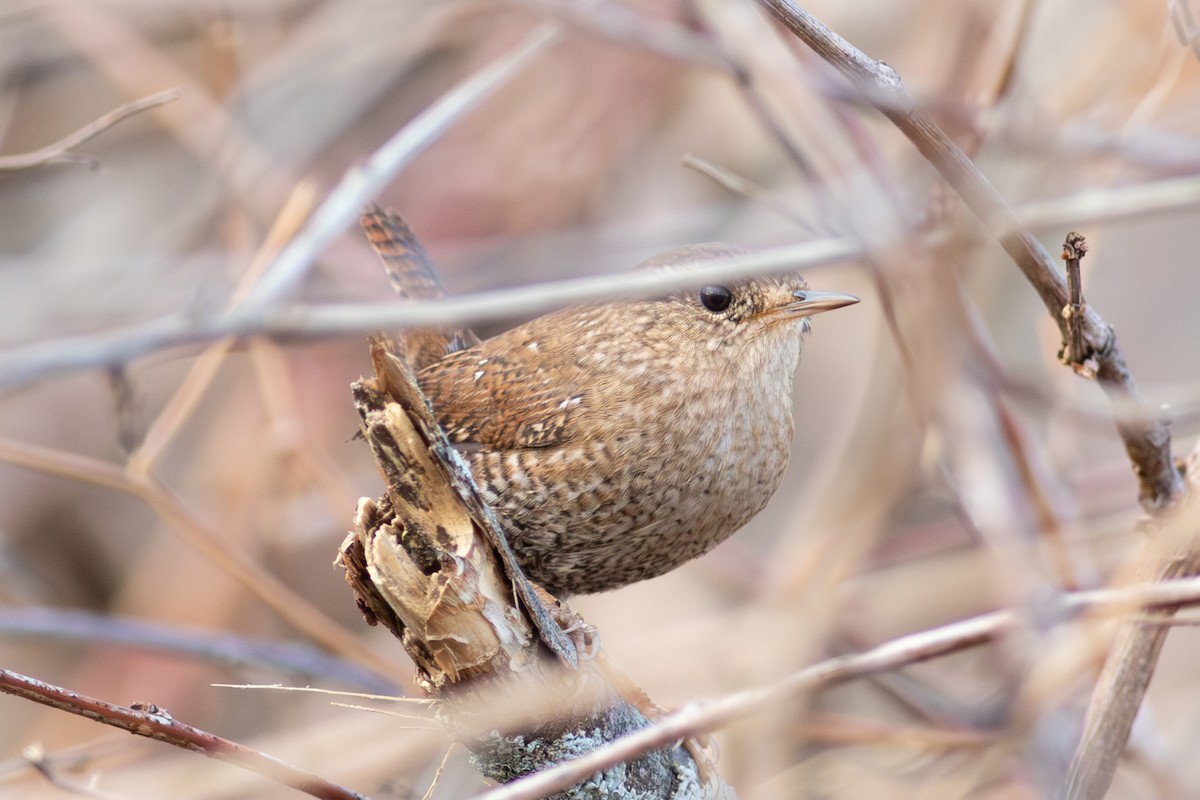 Winter Wren - ML645283670