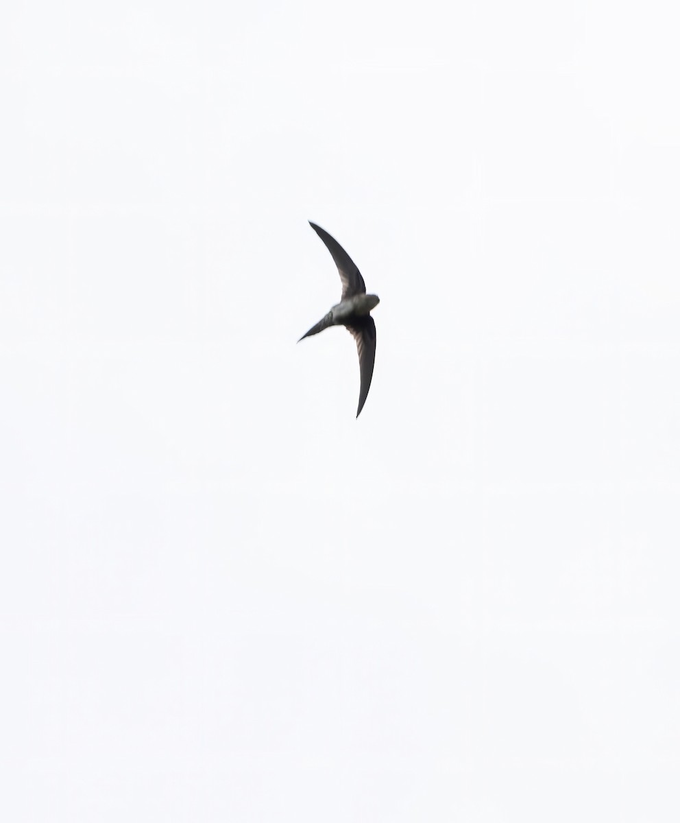 Pygmy Palm Swift - ML645283684