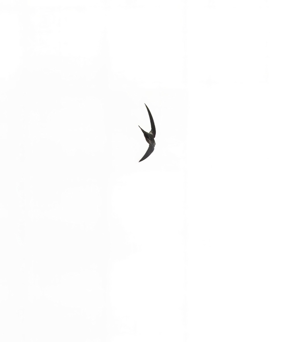 Pygmy Palm Swift - ML645283685