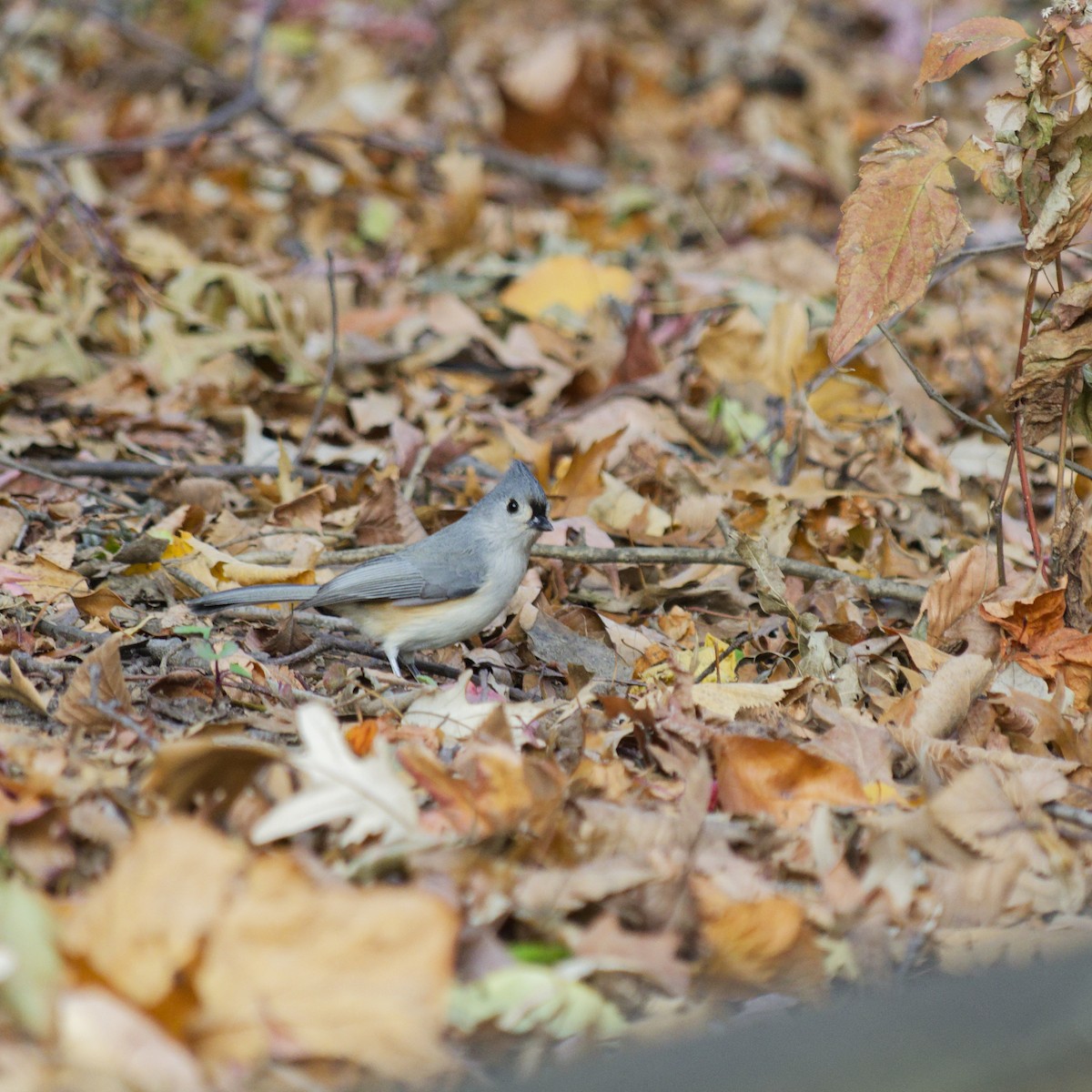 Tufted Titmouse - ML645283692