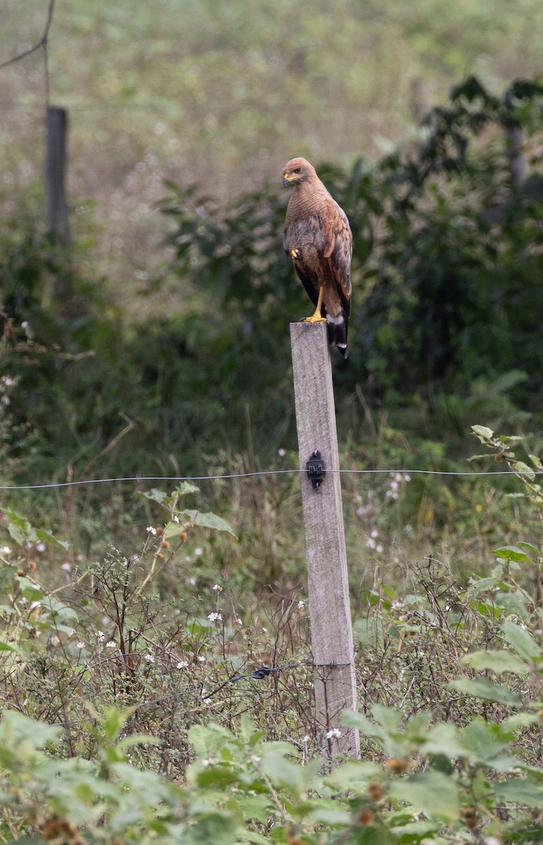 Саванный крабоед - ML645283693