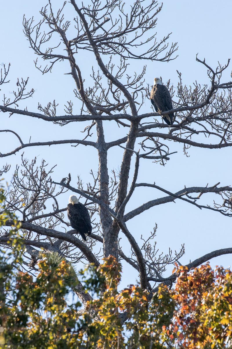 Sharp-shinned/Cooper's Hawk - ML645283695