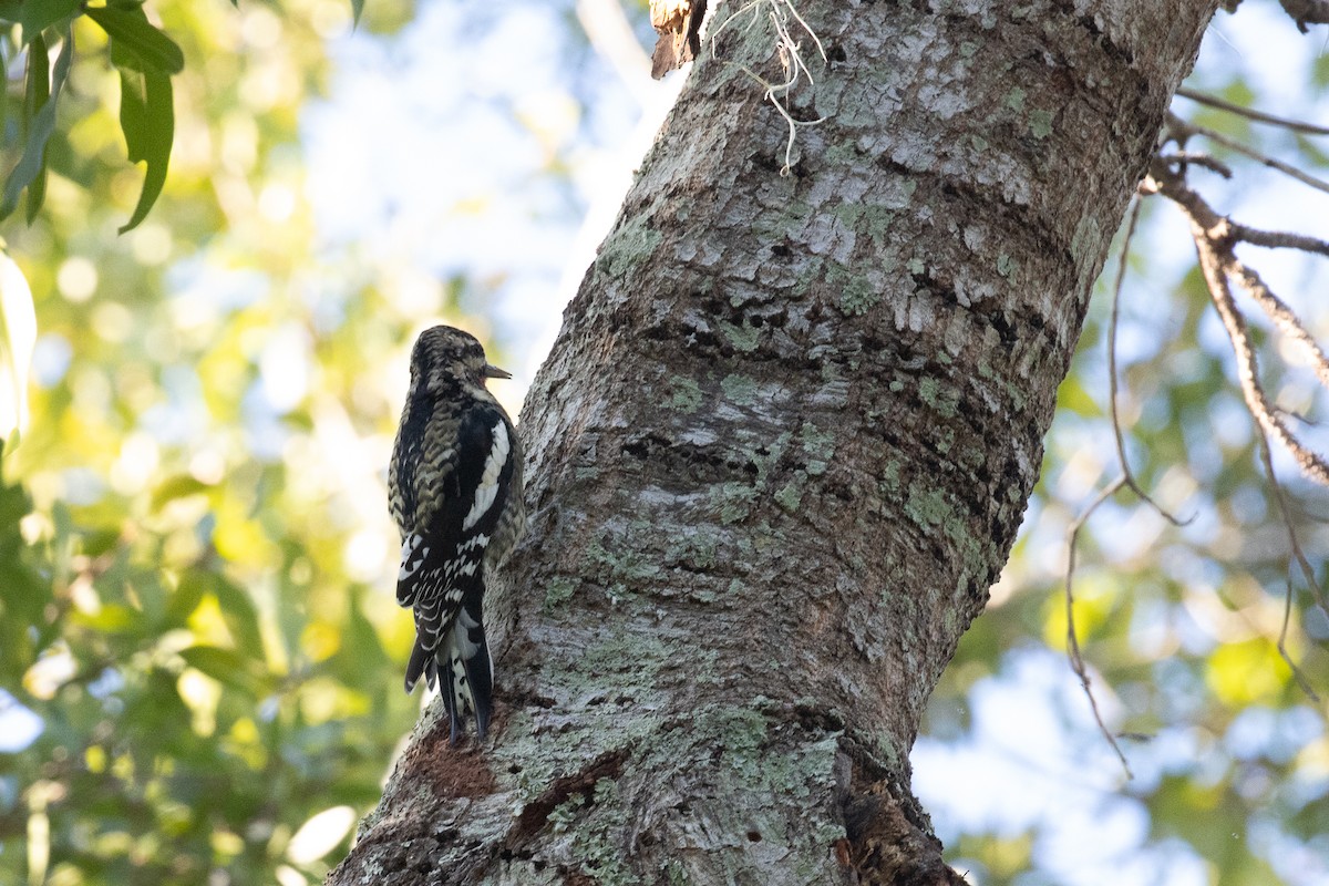 Sharp-shinned/Cooper's Hawk - ML645283696