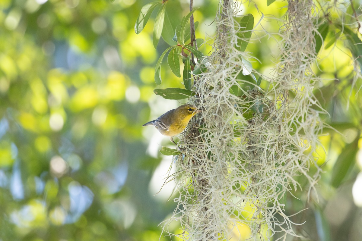 Sharp-shinned/Cooper's Hawk - ML645283697