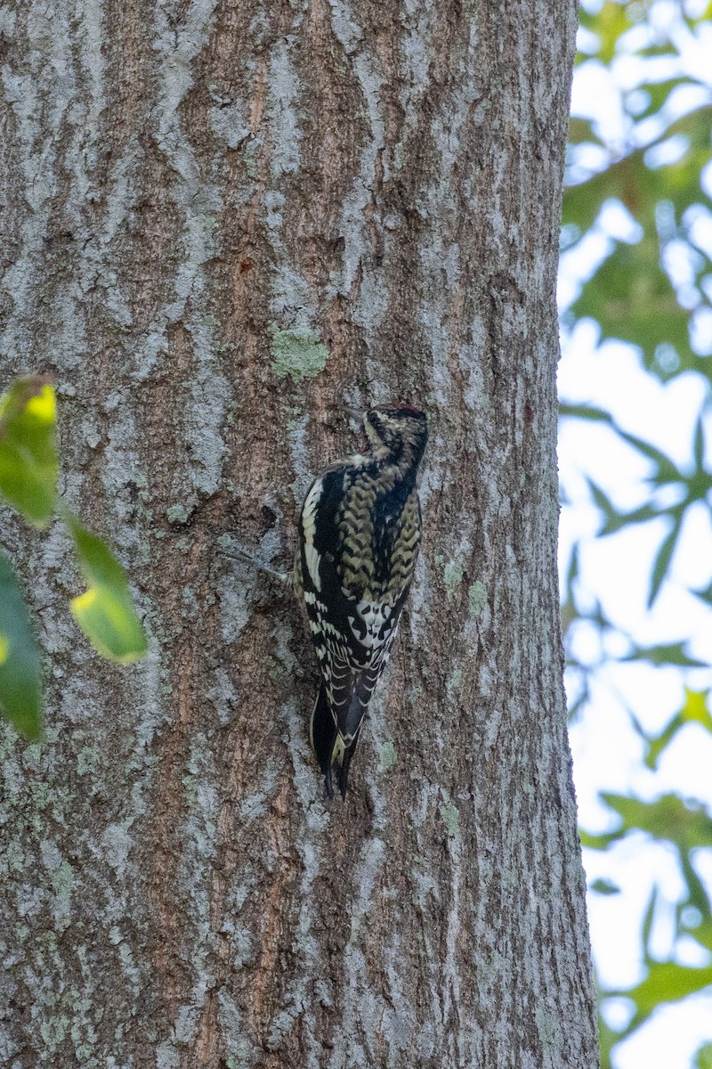 Sharp-shinned/Cooper's Hawk - ML645283698