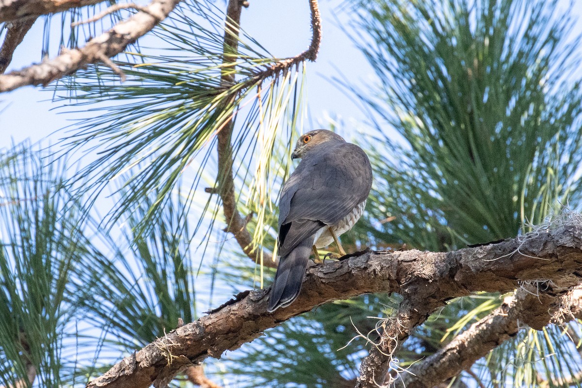 Sharp-shinned/Cooper's Hawk - ML645283699