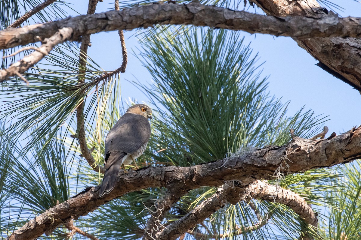 Sharp-shinned/Cooper's Hawk - ML645283700