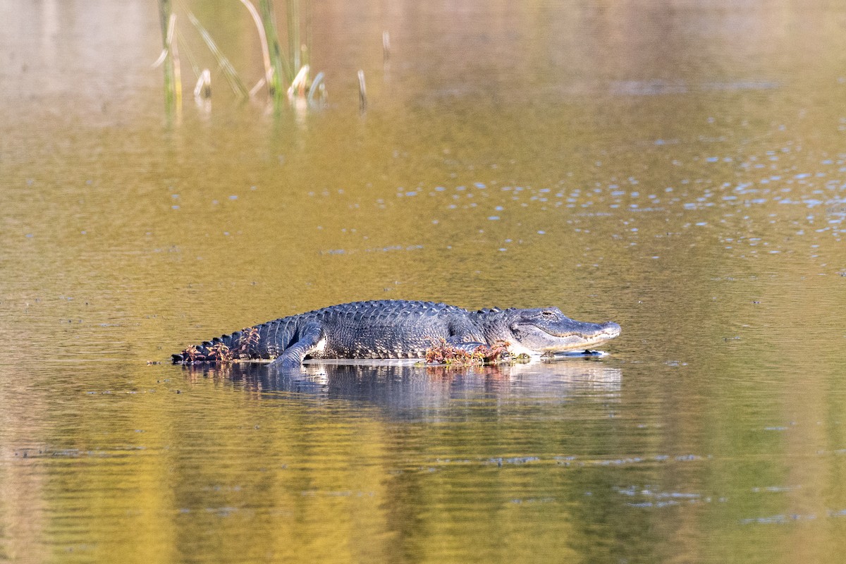 Sharp-shinned/Cooper's Hawk - ML645283701