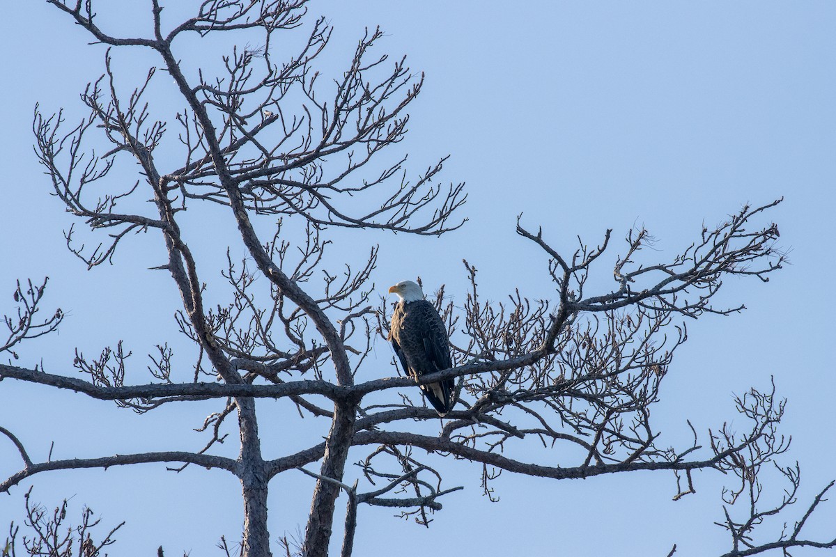 Sharp-shinned/Cooper's Hawk - ML645283702