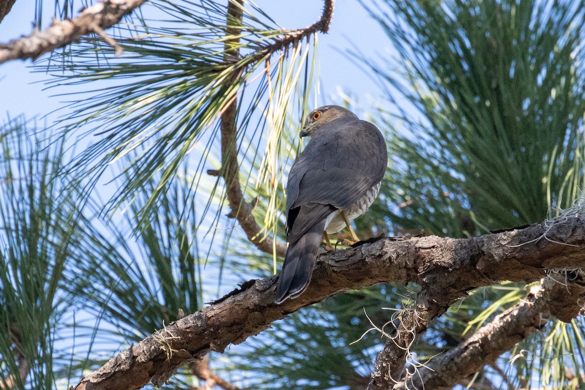 Sharp-shinned/Cooper's Hawk - ML645283703