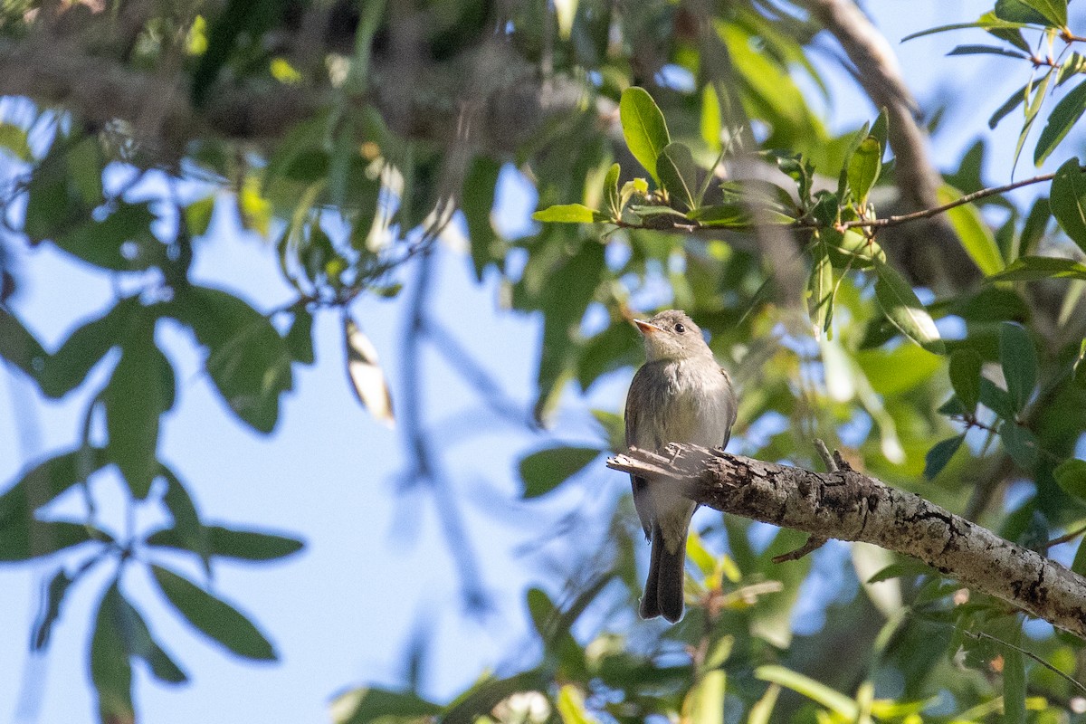 Sharp-shinned/Cooper's Hawk - ML645283704