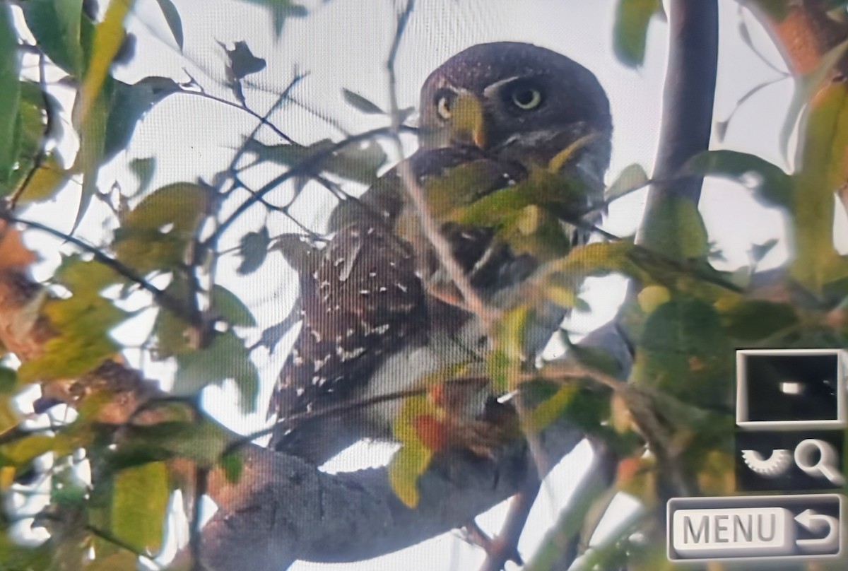 Pearl-spotted Owlet - ML645283705