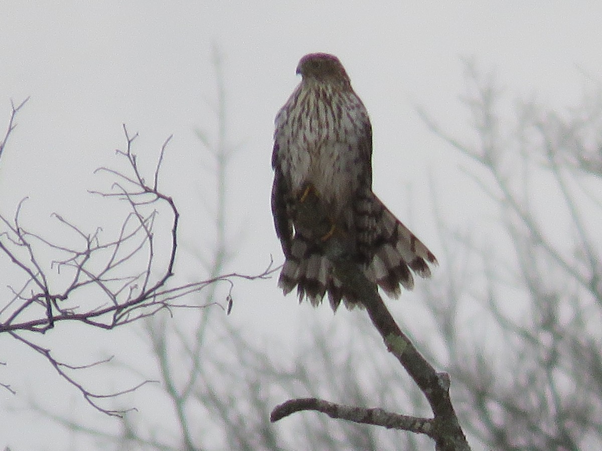 Cooper's Hawk - ML645283707