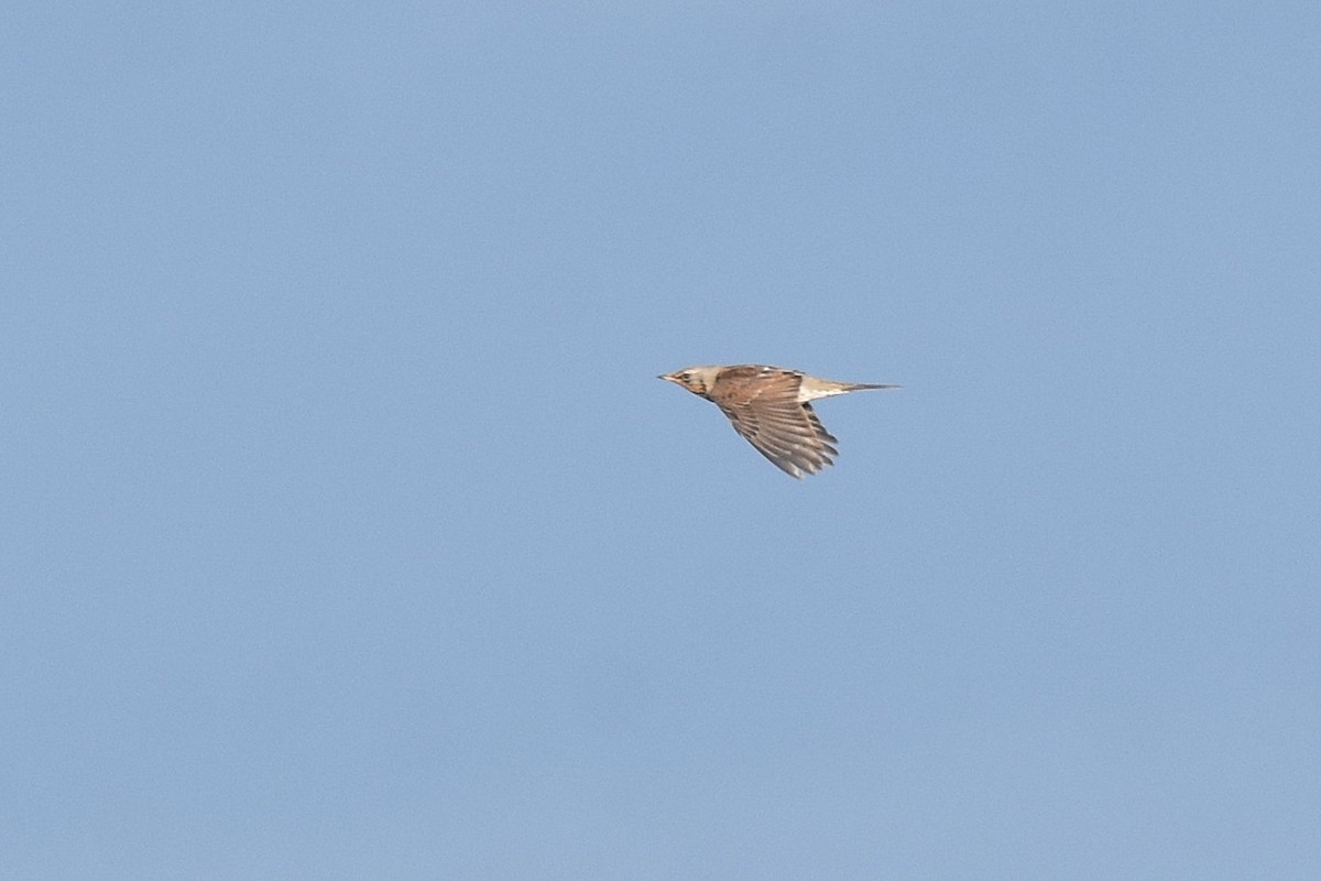 Fieldfare - ML645283714