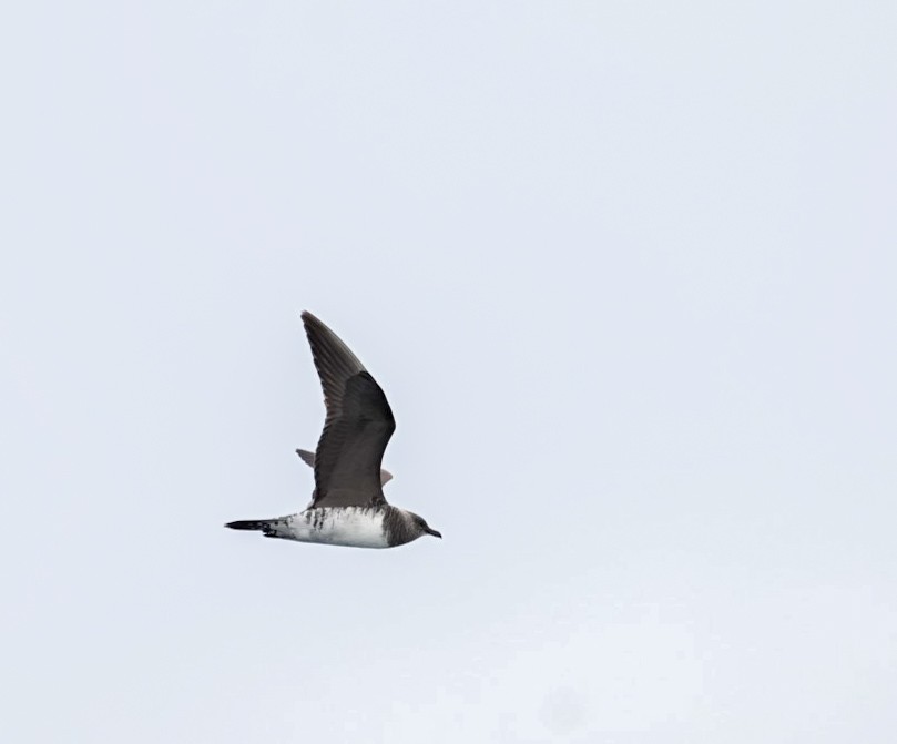 Long-tailed Jaeger - ML645283715