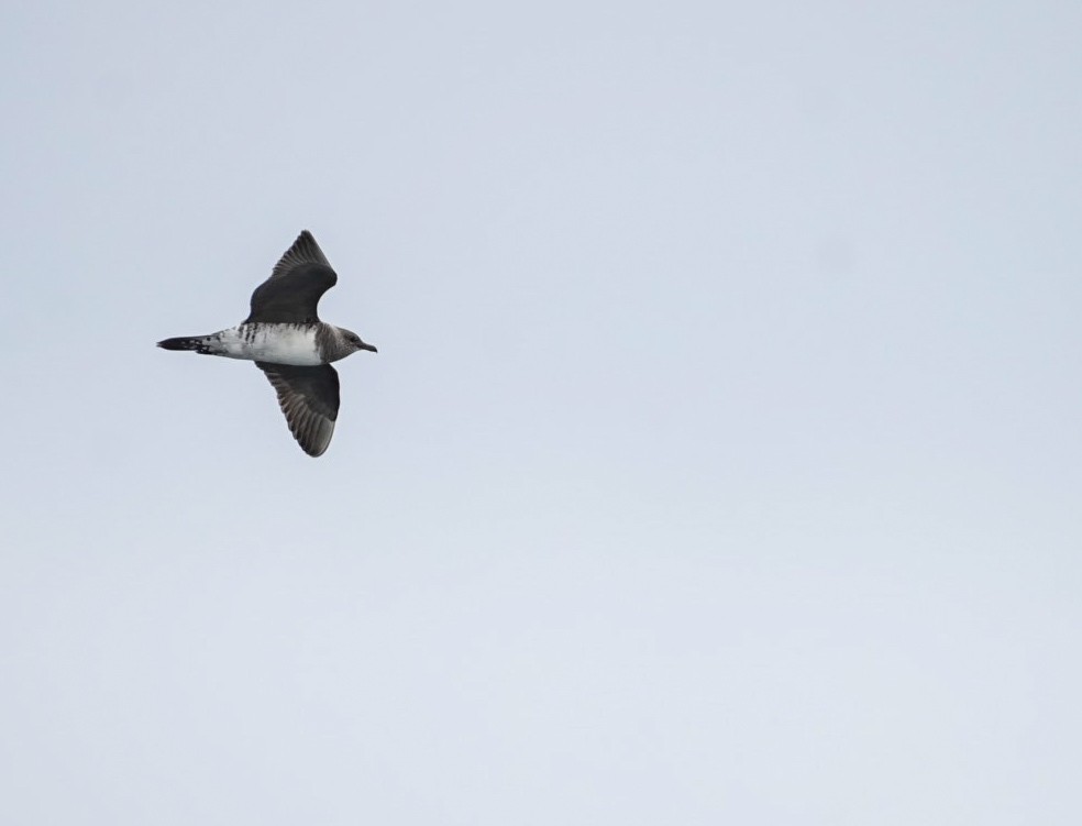 Long-tailed Jaeger - ML645283716