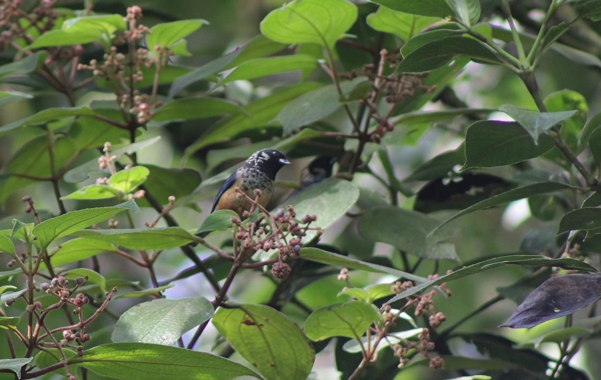 Spangle-cheeked Tanager - ML645283718