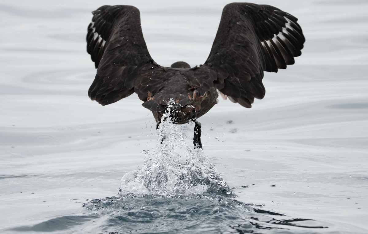 Chilean Skua - ML645283720