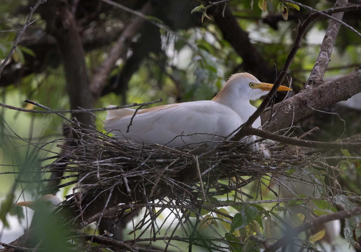 Western Cattle-Egret - ML645283721