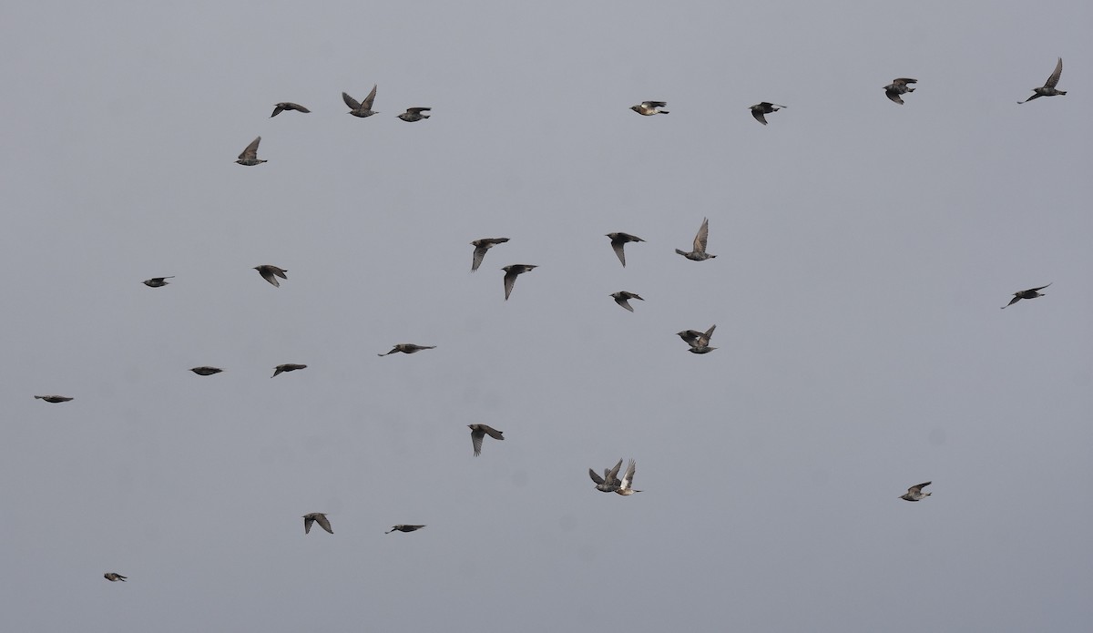 Fieldfare - ML645283722