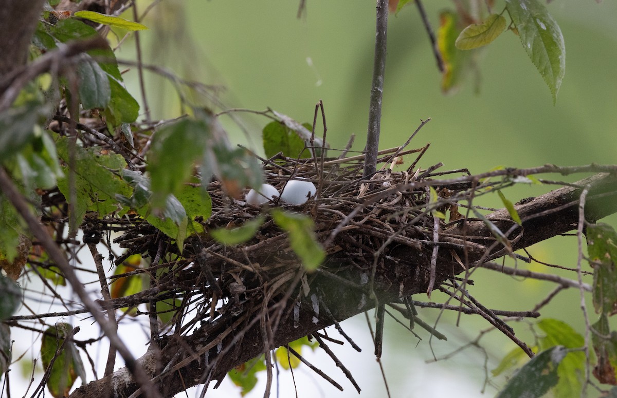 Western Cattle-Egret - ML645283723