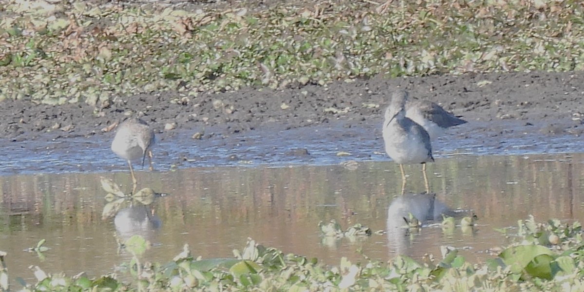 Greater Yellowlegs - ML645283724