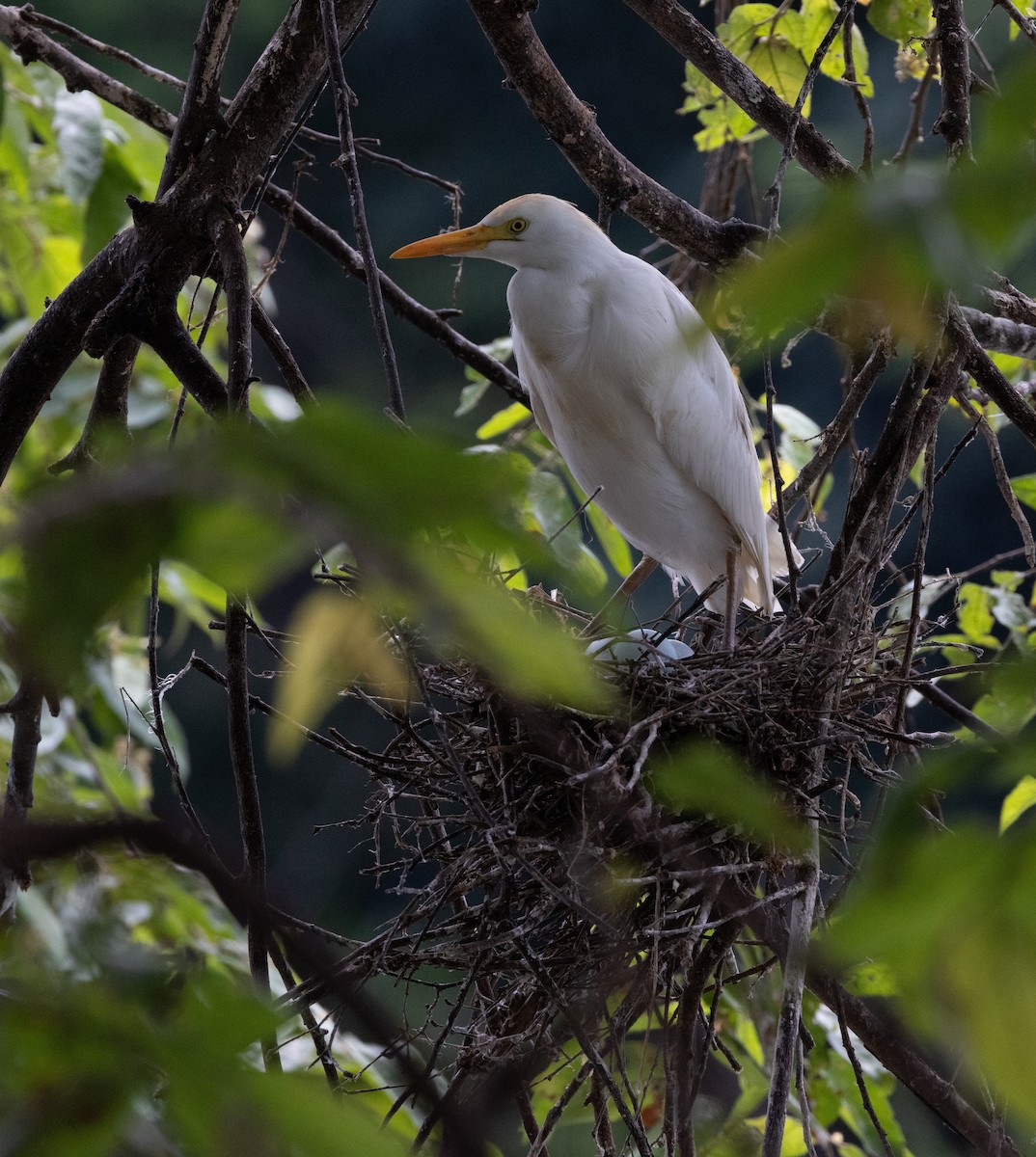 Western Cattle-Egret - ML645283725