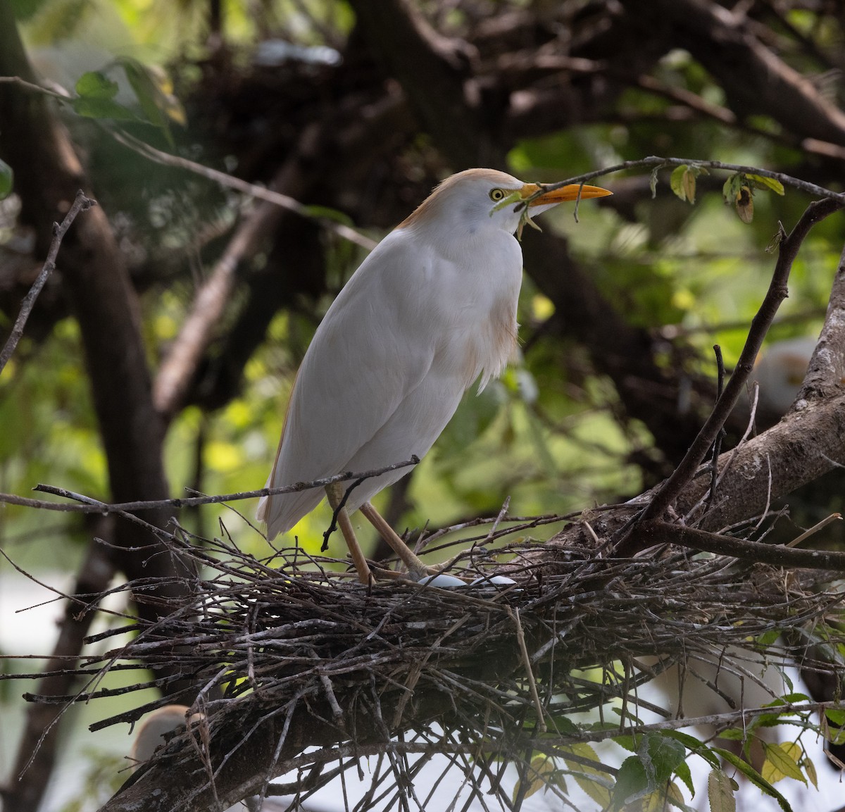 Western Cattle-Egret - ML645283726