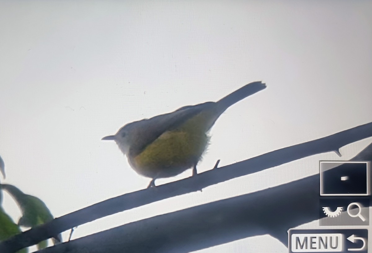 Senegal Eremomela - ML645283727