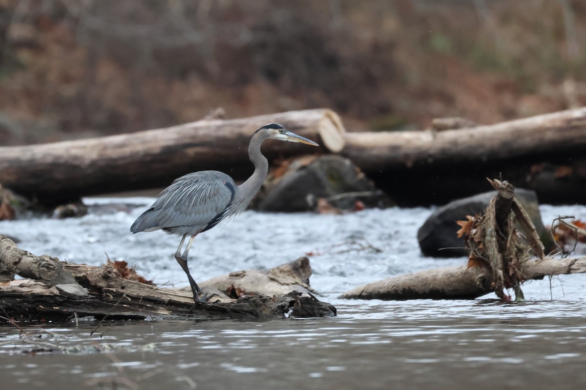 Great Blue Heron - ML645283729