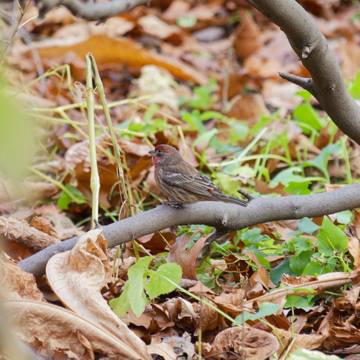 House Finch - ML645283730