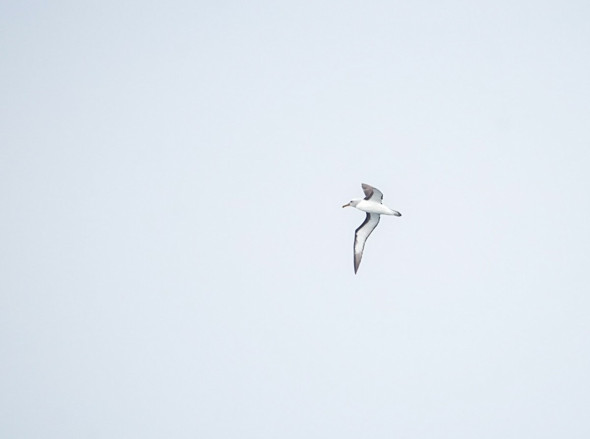 Buller's Albatross - ML645283731