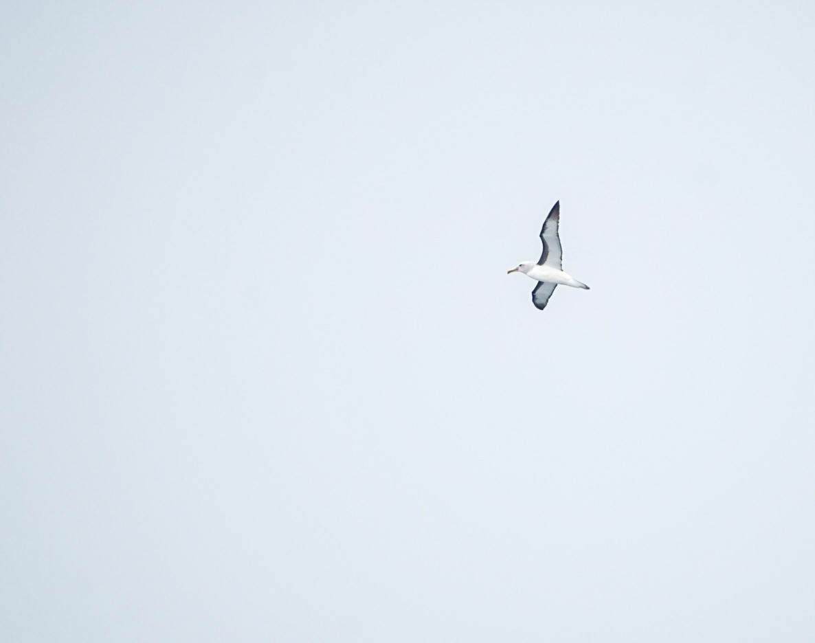 Buller's Albatross - ML645283732