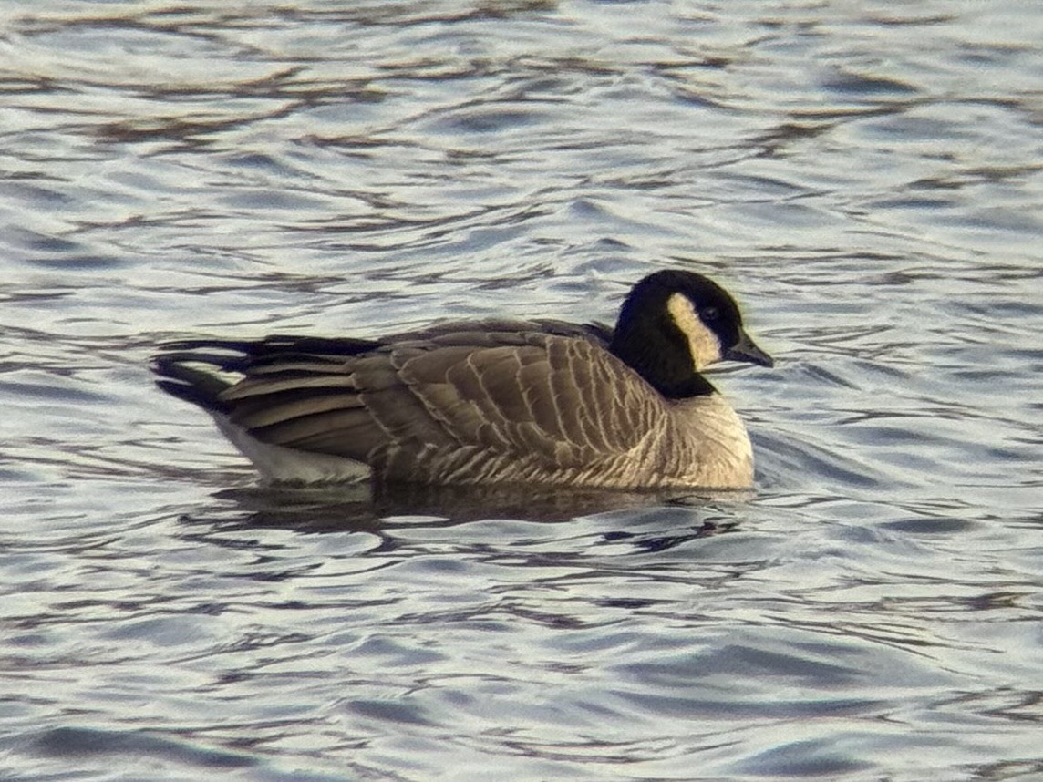 小加拿大雁 - ML645283733