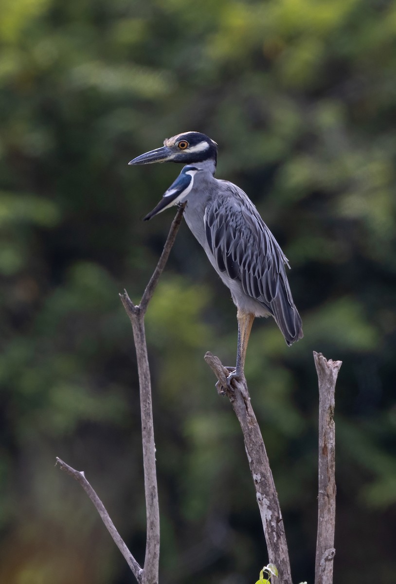 אנפת לילה צהובת-כיפה - ML645283734