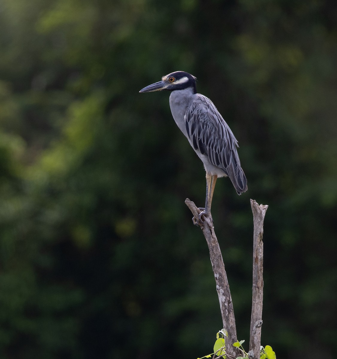 אנפת לילה צהובת-כיפה - ML645283735