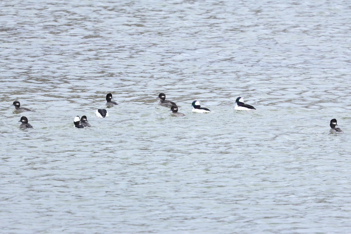 Bufflehead - ML645283738