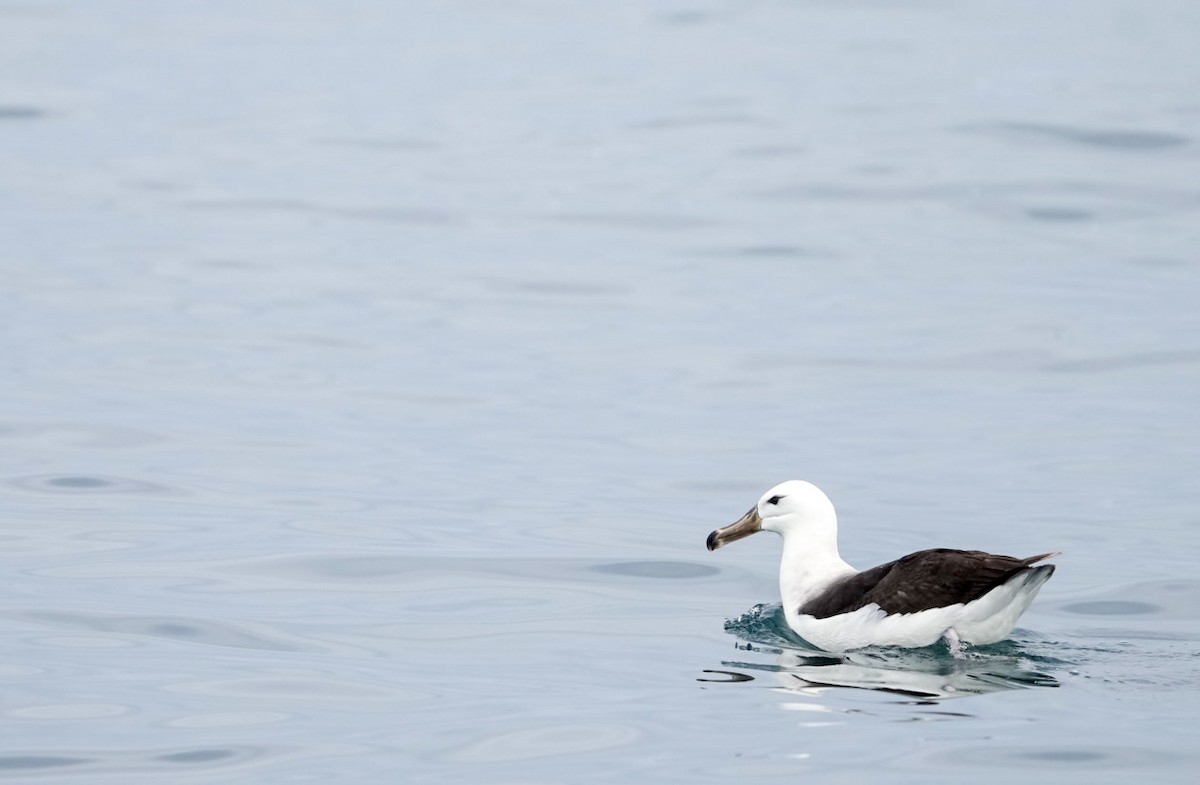 albatros černobrvý - ML645283741