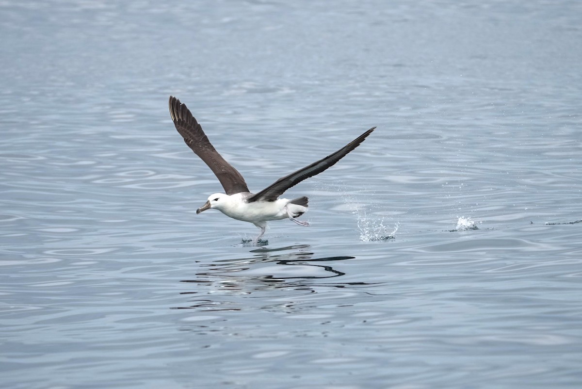albatros černobrvý - ML645283742