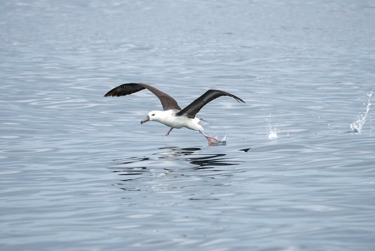 albatros černobrvý - ML645283743