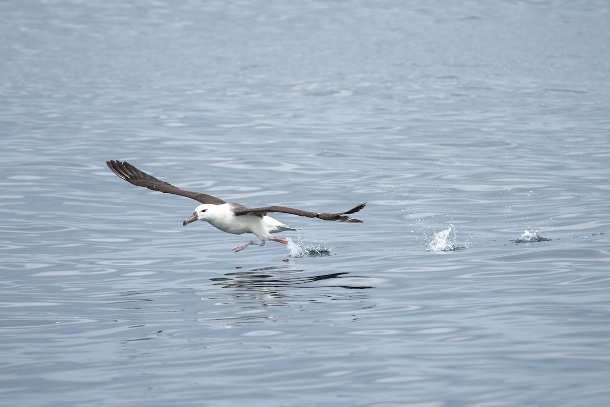 albatros černobrvý - ML645283744