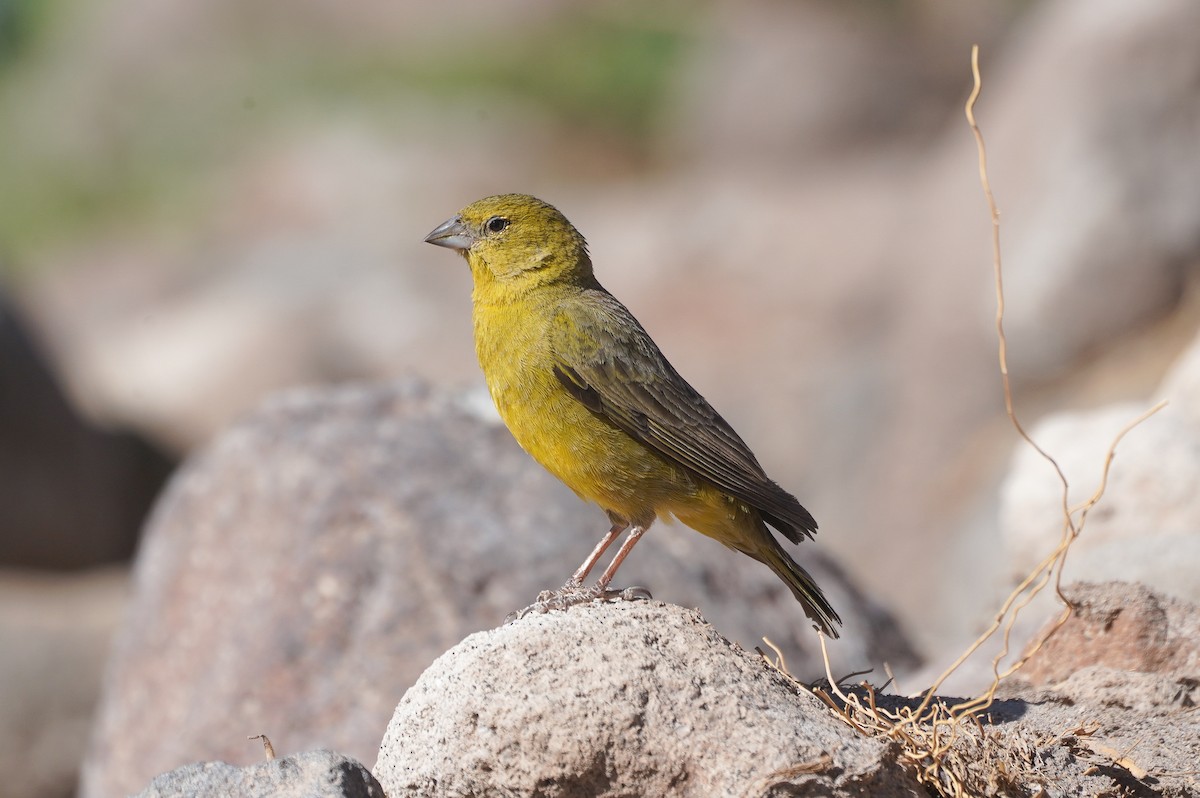 Sicale olivâtre - ML645283745