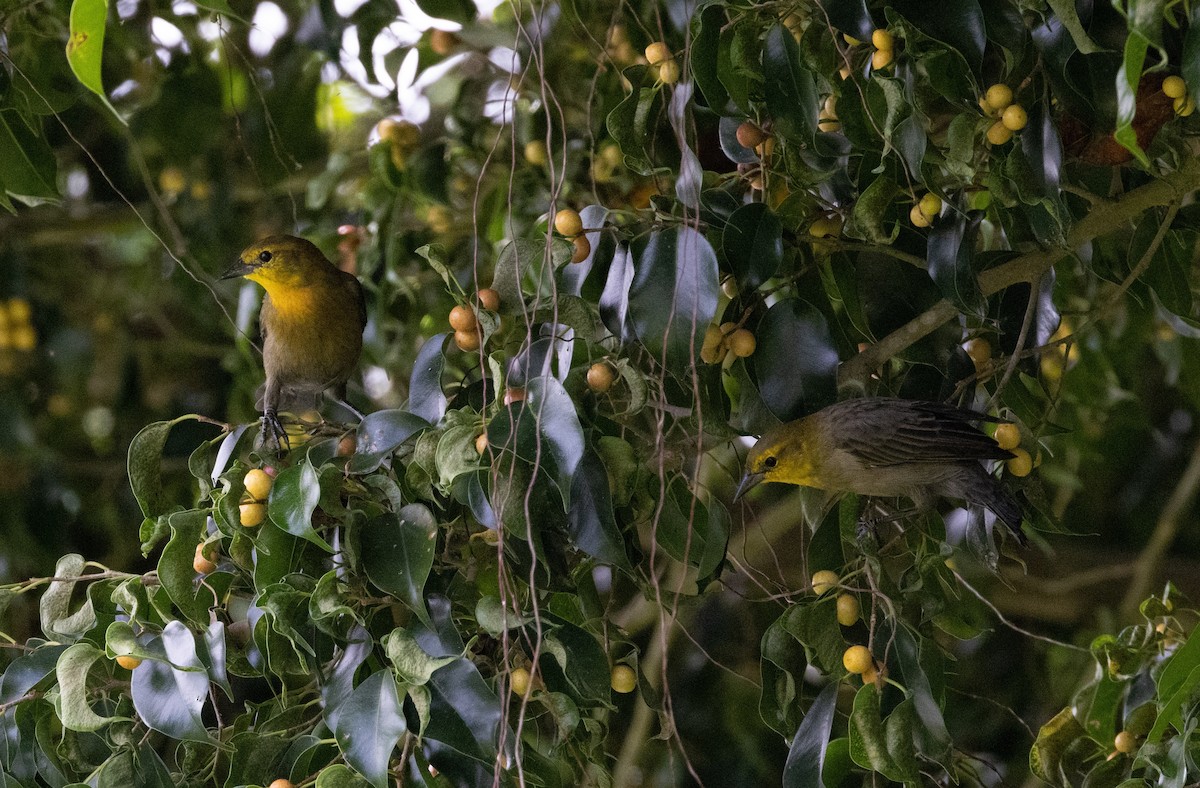 Yellow-hooded Blackbird - ML645283746