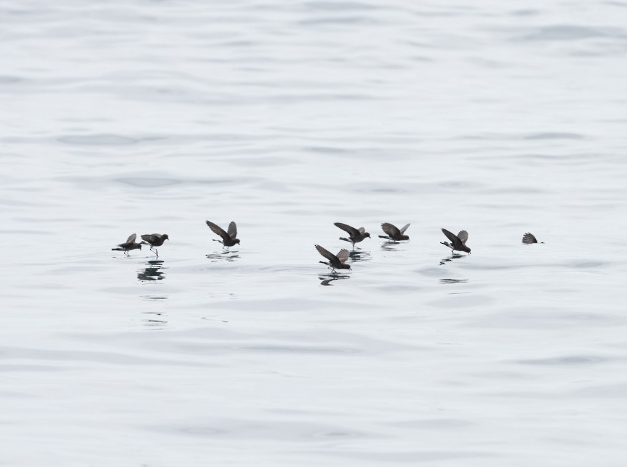 buřníček drobný - ML645283751