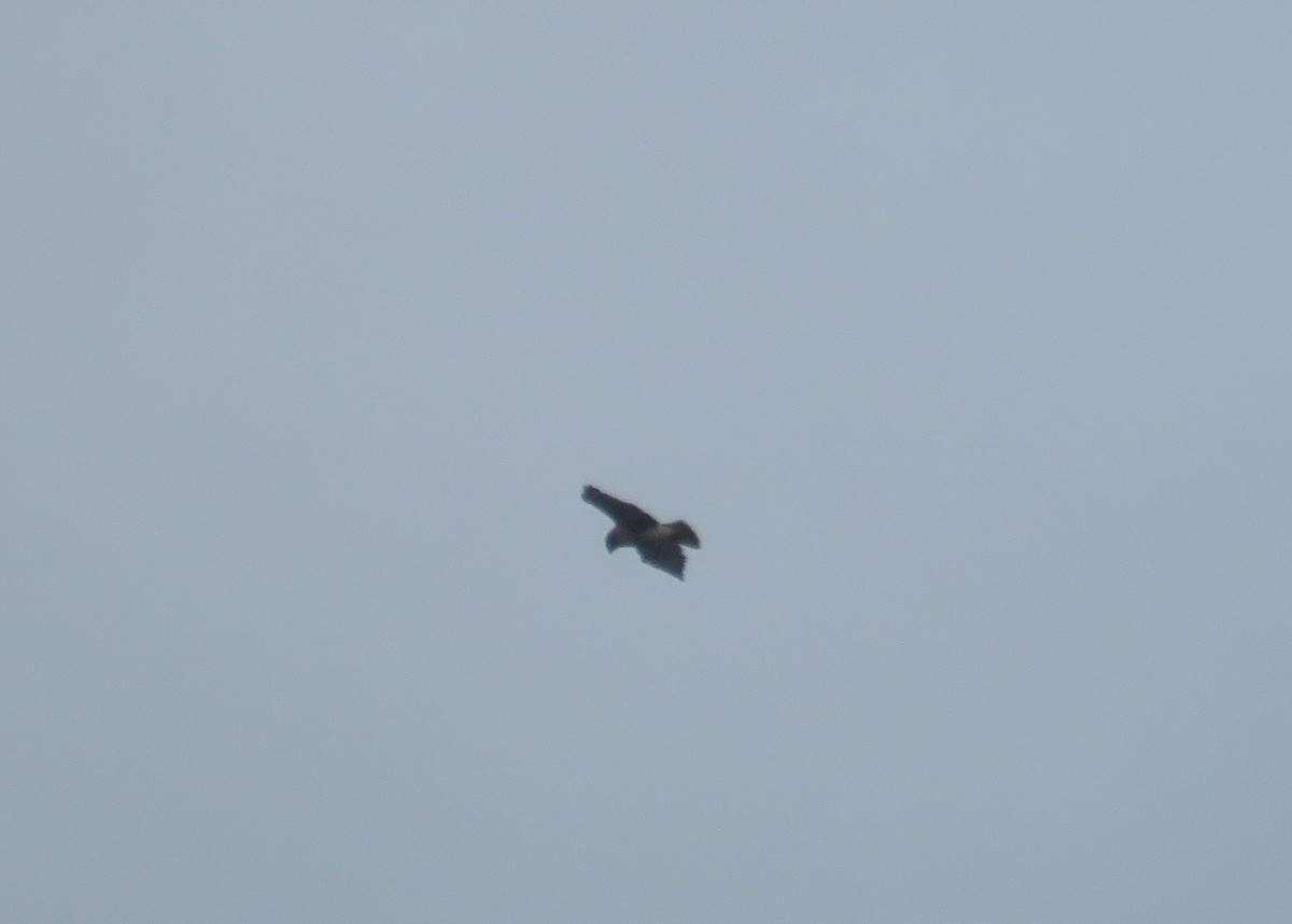 タカ科 - ML645283758