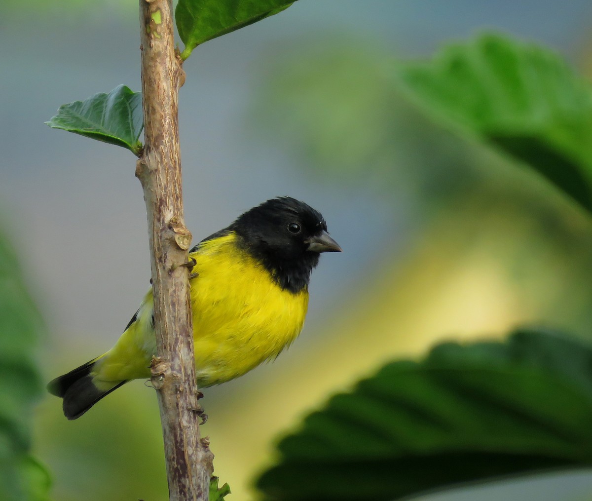 Yellow-bellied Siskin - ML645283761